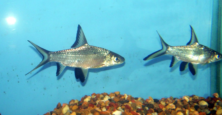 Balantiocheilos Melanopterus 6