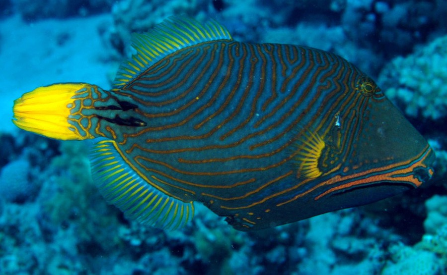 Balistapus Undulatus 2