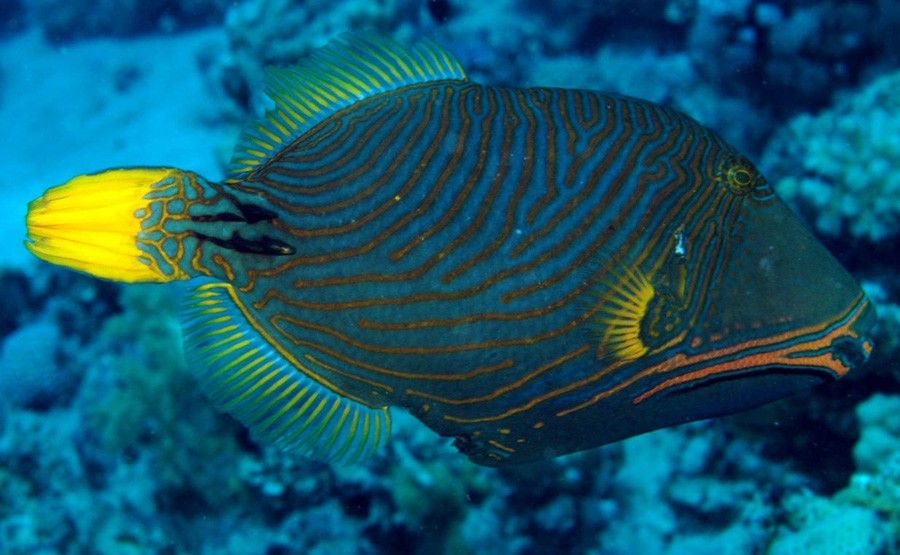 Balistapus Undulatus 2