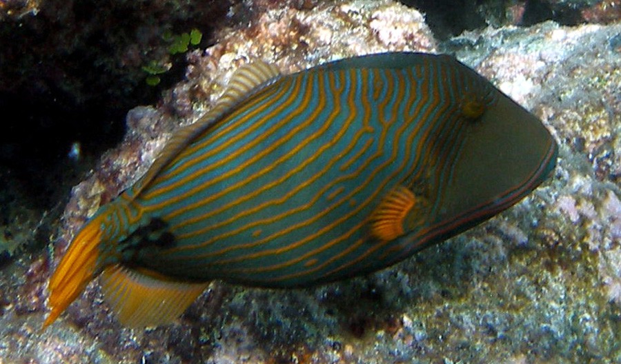 Balistapus Undulatus 3