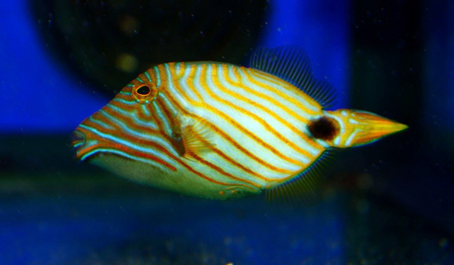 Balistapus Undulatus 4