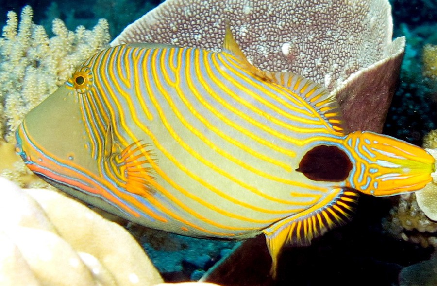 Balistapus Undulatus 5
