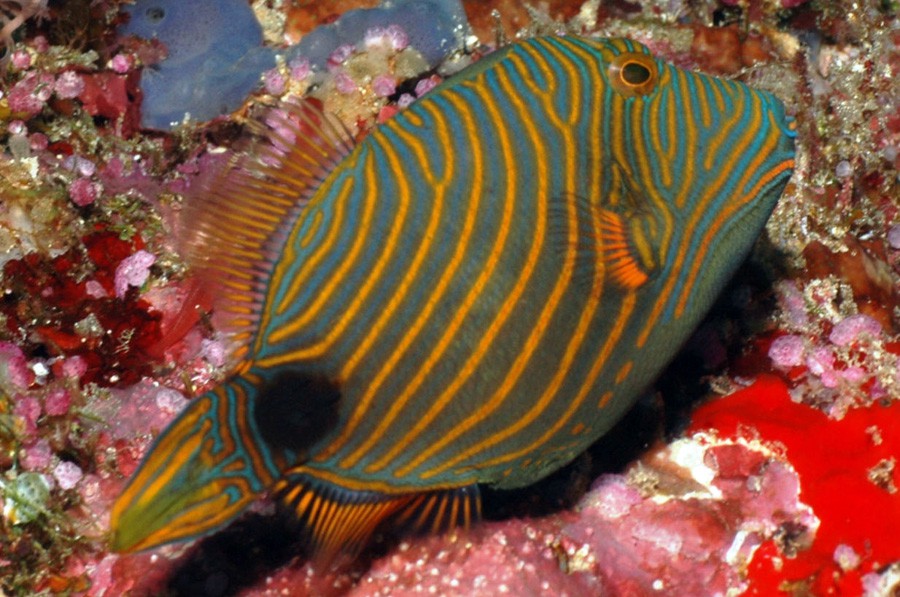 Balistapus Undulatus 6
