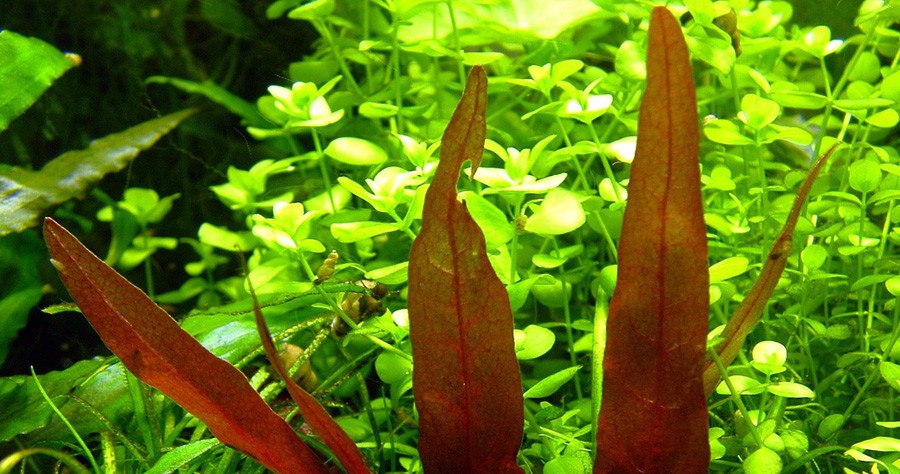 Barclaya Longifolia 6