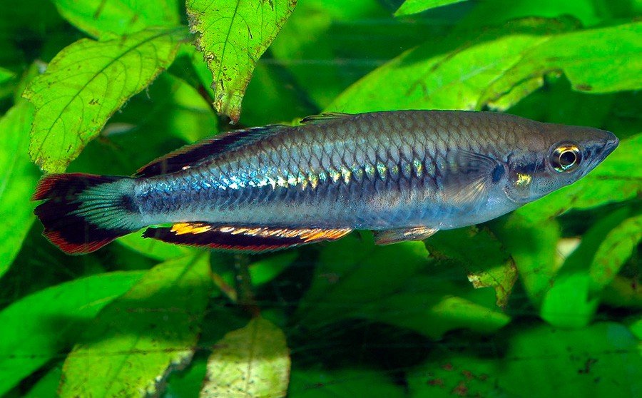 Pez Arcoíris de Madagascar