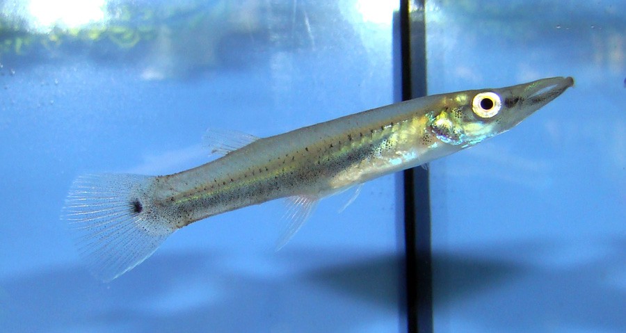 Belonesox Belizanus 2
