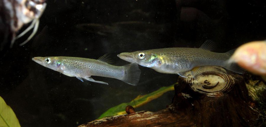 Belonesox Belizanus 3