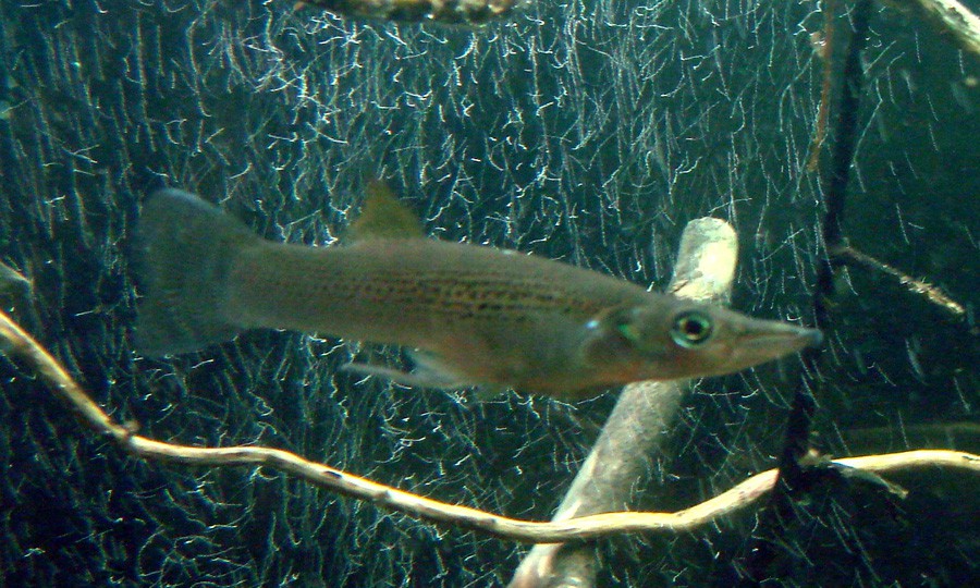 Belonesox Belizanus 4