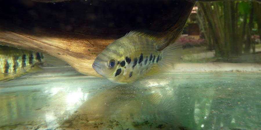 Belonesox Belizanus 5
