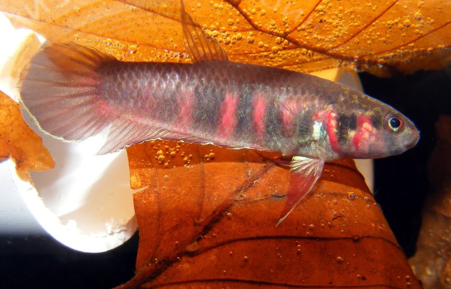 Betta Rubra