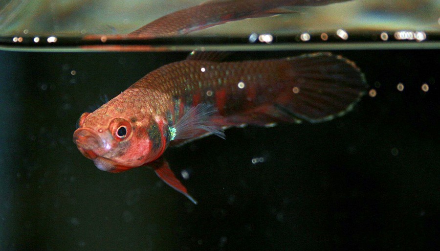 Betta Rubra 2