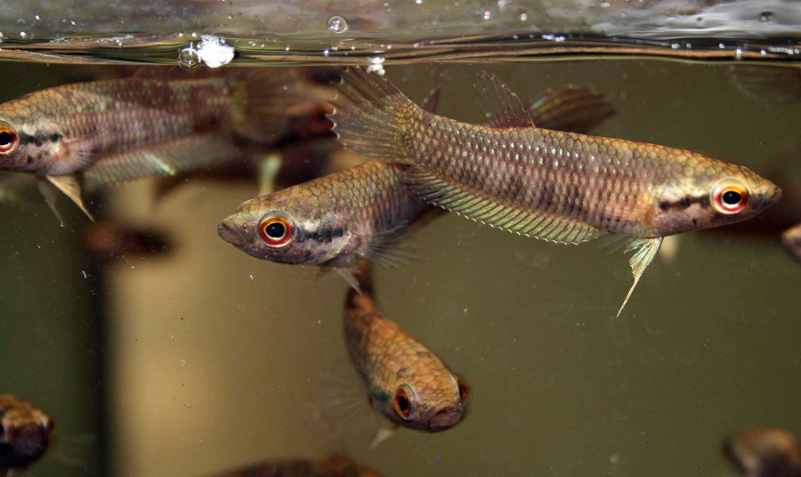 Betta Rubra 3