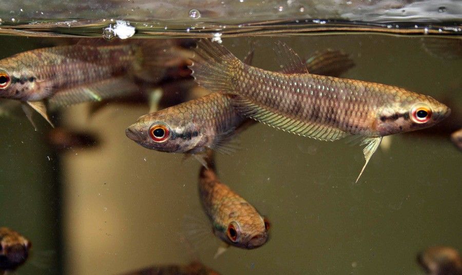 Betta Rubra 3