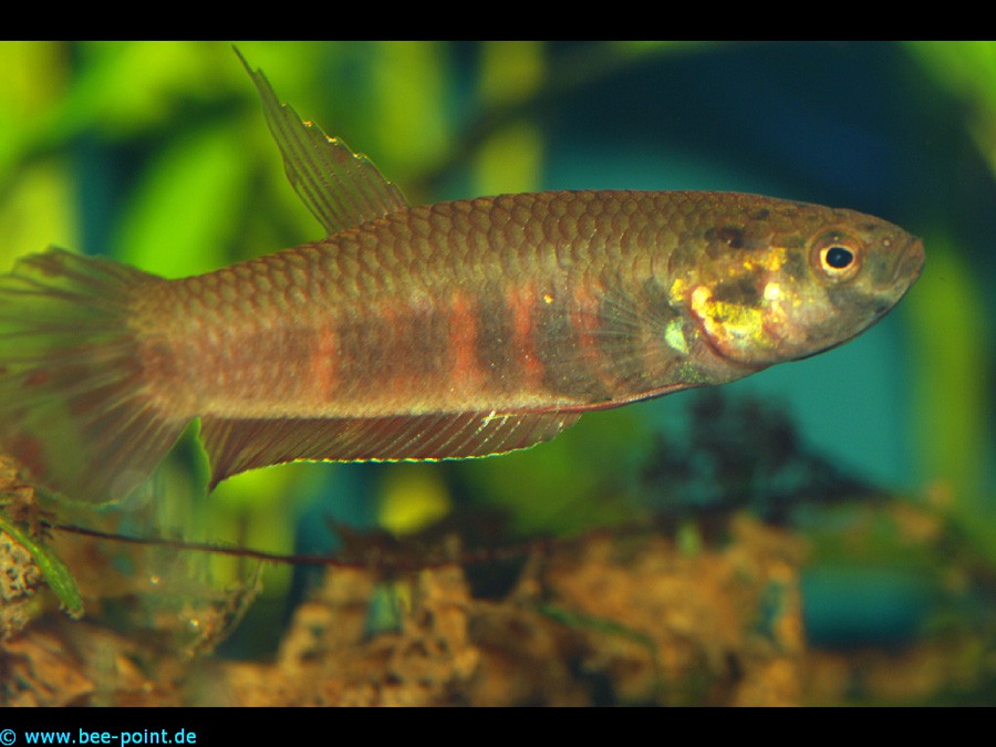 Betta Rubra 4