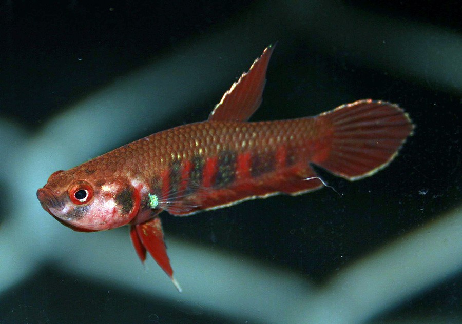 Betta Rubra 5