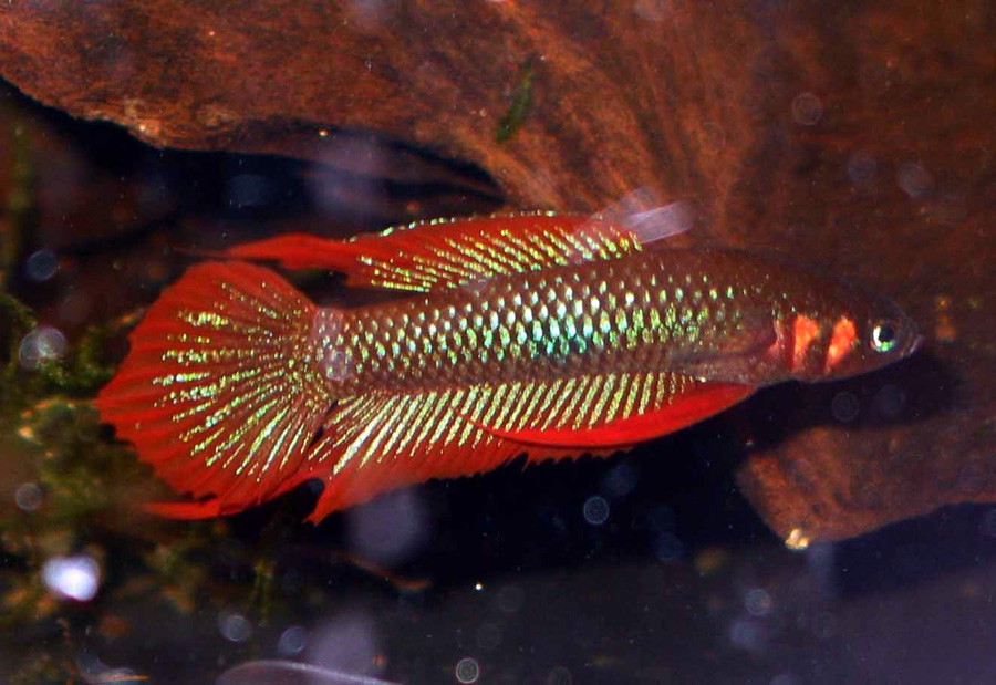 Betta Rubra 6