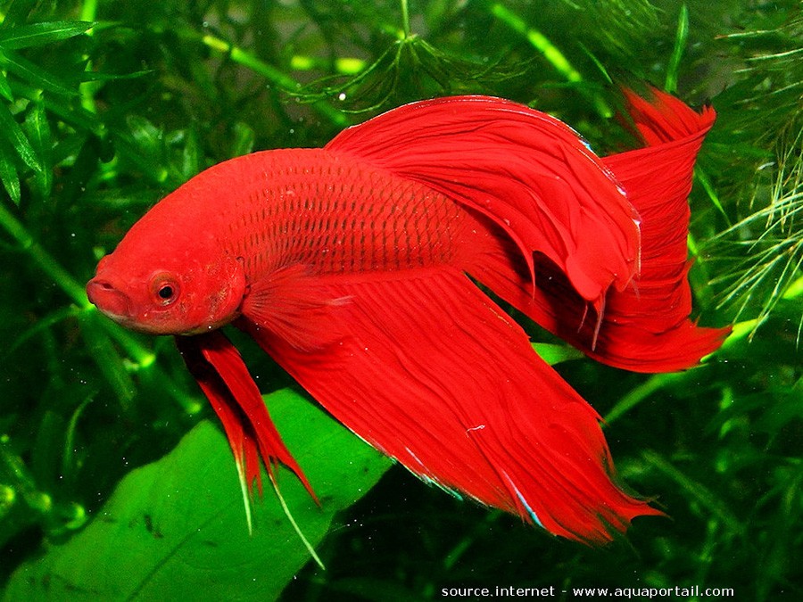 Betta Splendens