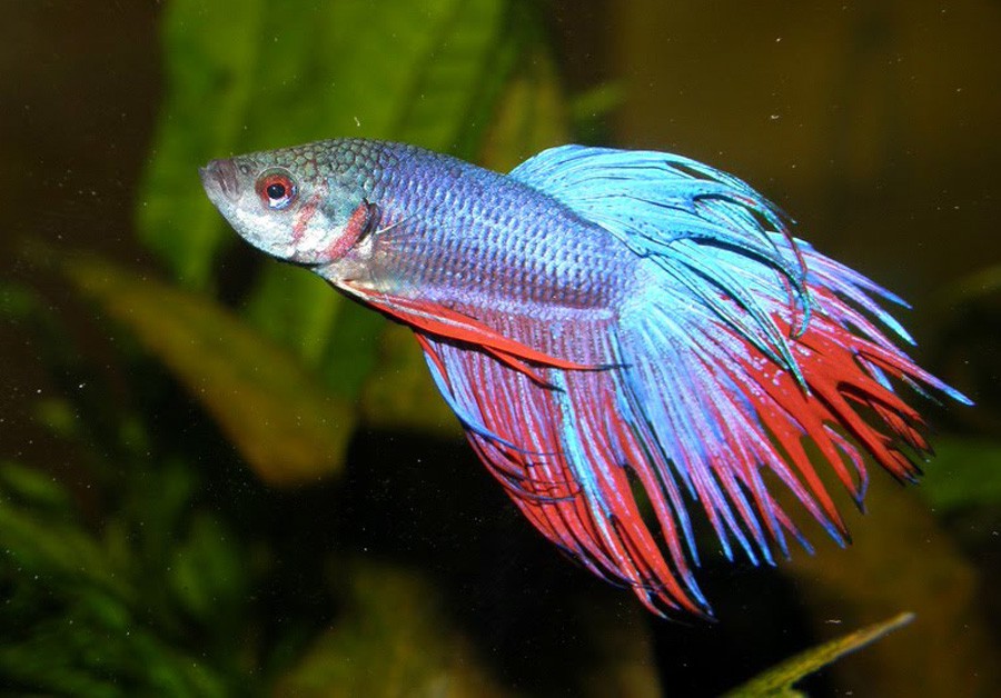 Betta Splendens 2