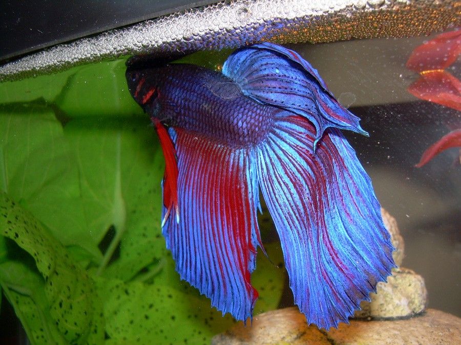 Betta Splendens 3