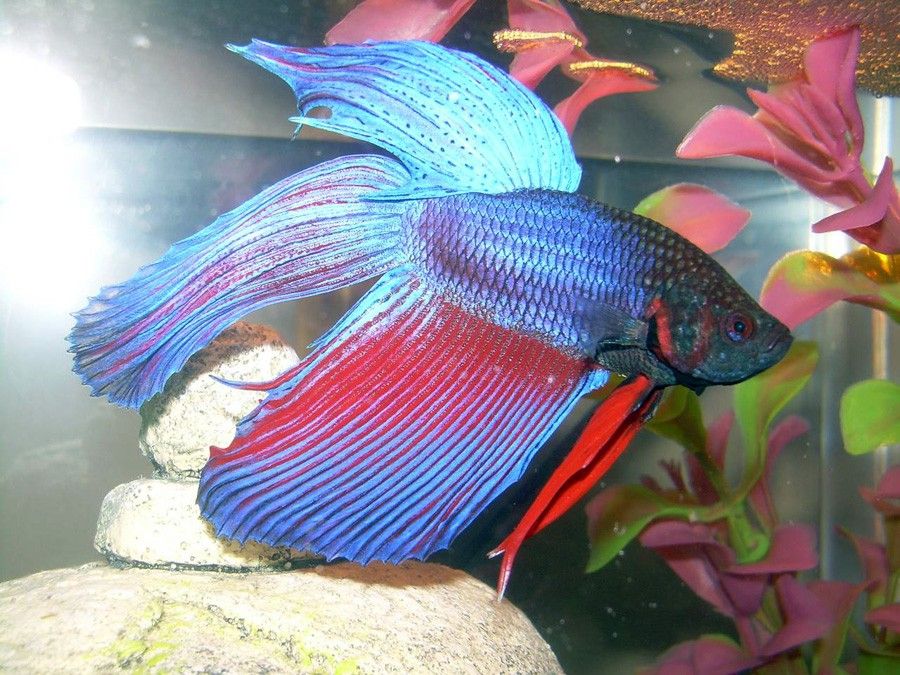 Betta Splendens 4