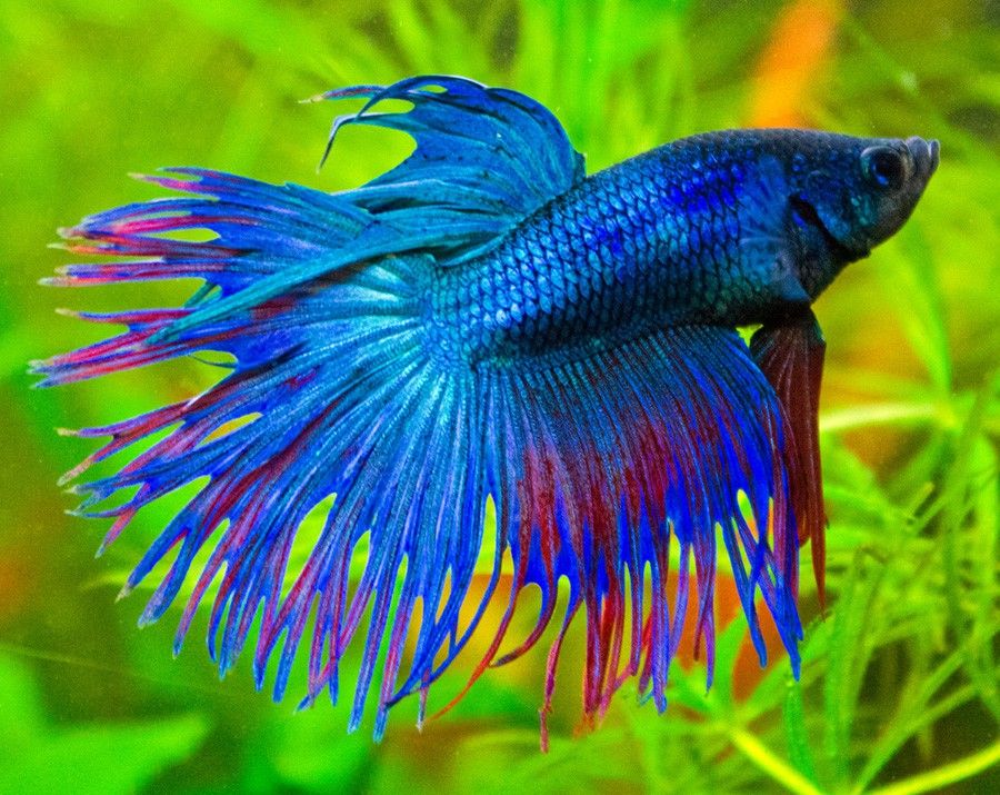 Betta Splendens 5