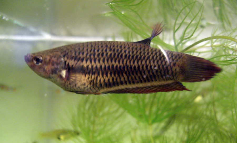 Betta Splendens 6