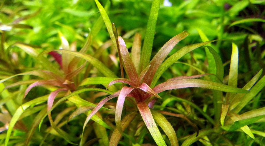 Blyxa Alternifolia 2