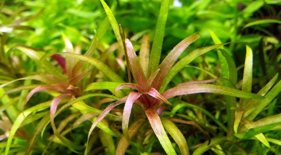 Blyxa Alternifolia 2