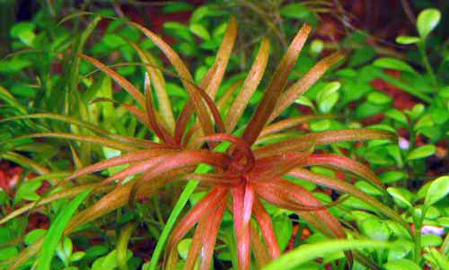 Blyxa Alternifolia 3