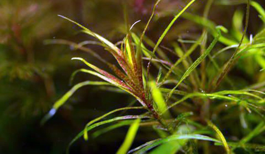 Blyxa Alternifolia 4