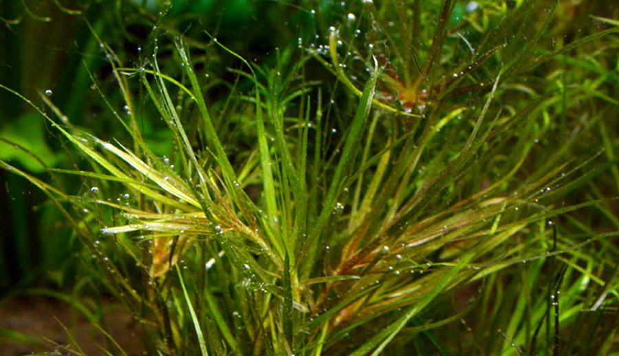 Blyxa Alternifolia 5