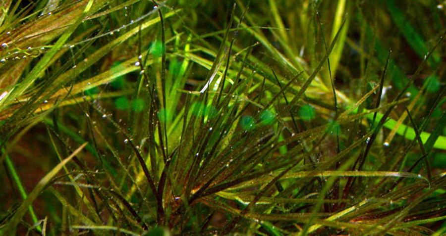 Blyxa Alternifolia 6