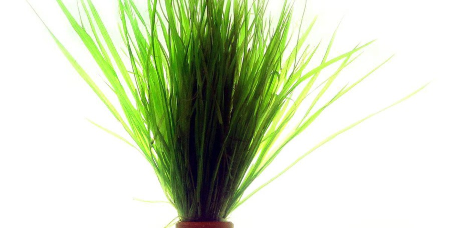 Blyxa Aubertii 2