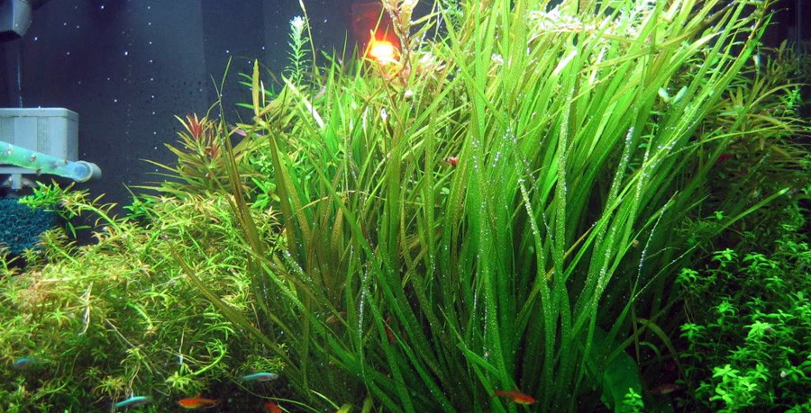 Blyxa Aubertii 3