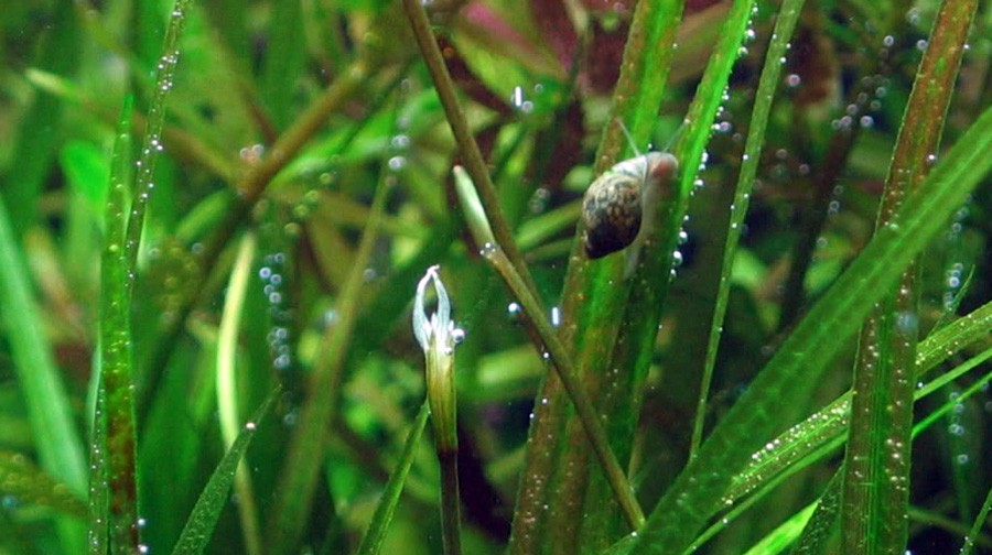 Blyxa Aubertii 4