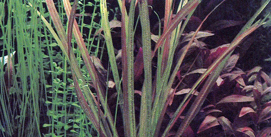 Blyxa Aubertii 5