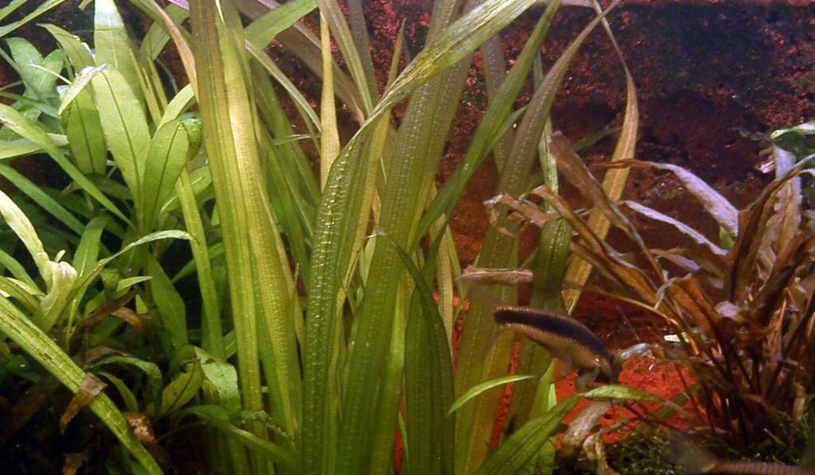 Blyxa Aubertii 6
