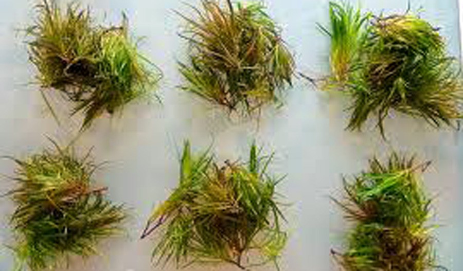 Blyxa Japonica 2