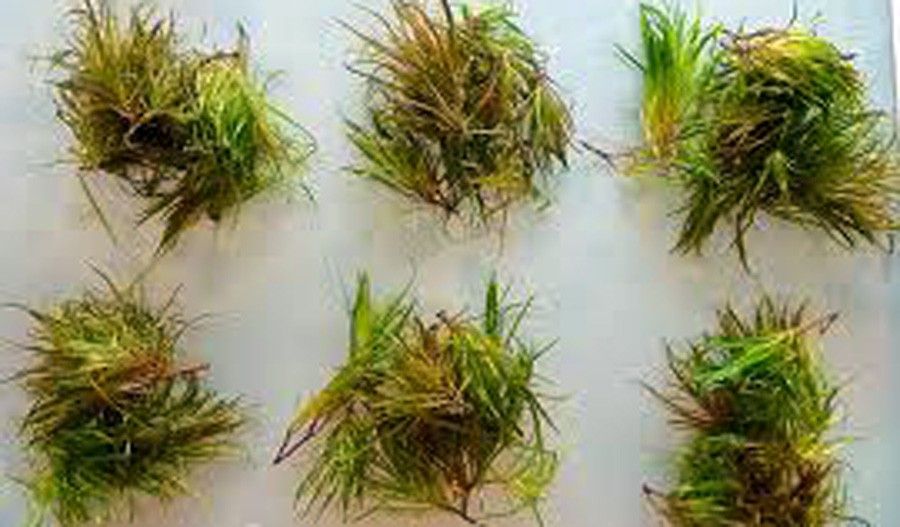 Blyxa Japonica 2
