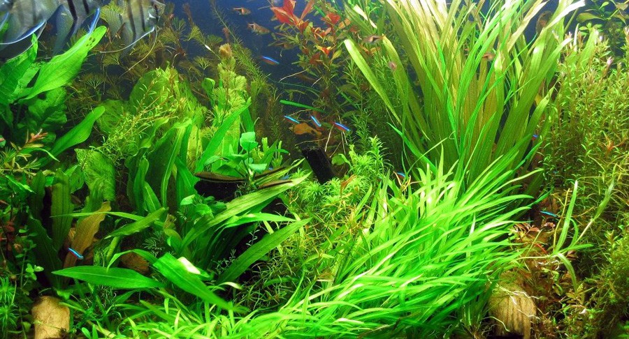 Blyxa Japonica 3