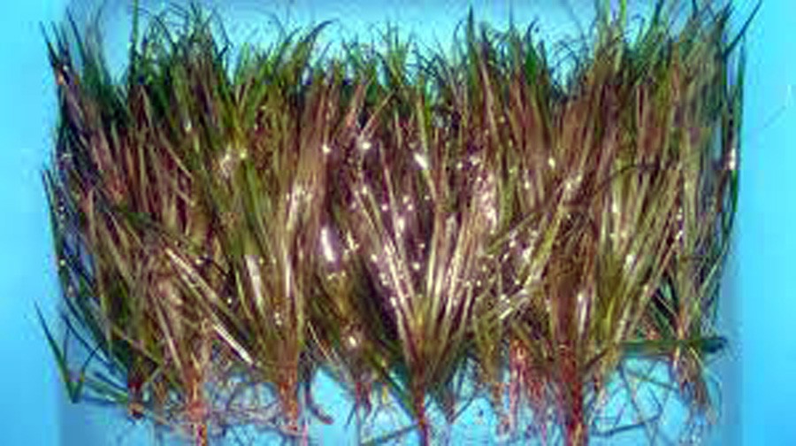 Blyxa Japonica 4