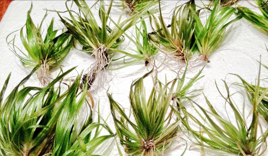 Blyxa Japonica 6