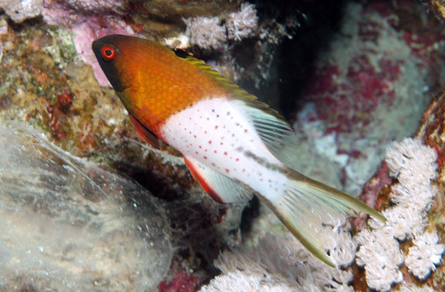 Bodianus Anthioides 2
