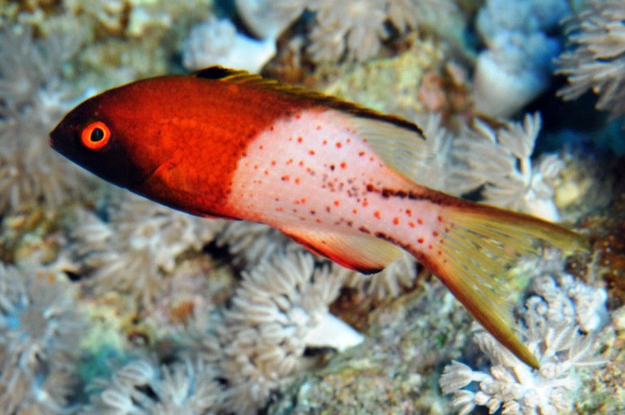 Bodianus Anthioides 3