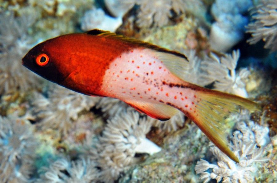 Bodianus Anthioides 3