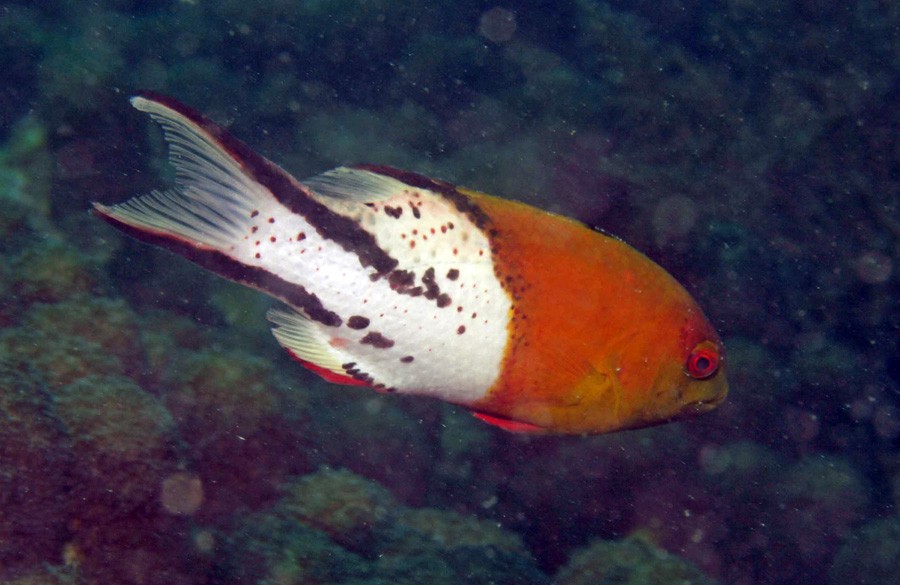 Bodianus Anthioides 4