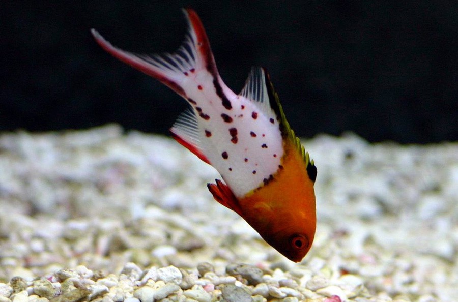 Bodianus Anthioides 5