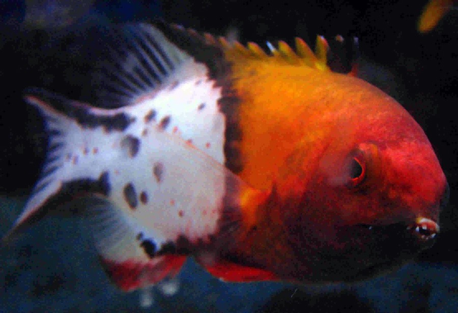 Bodianus Anthioides 6