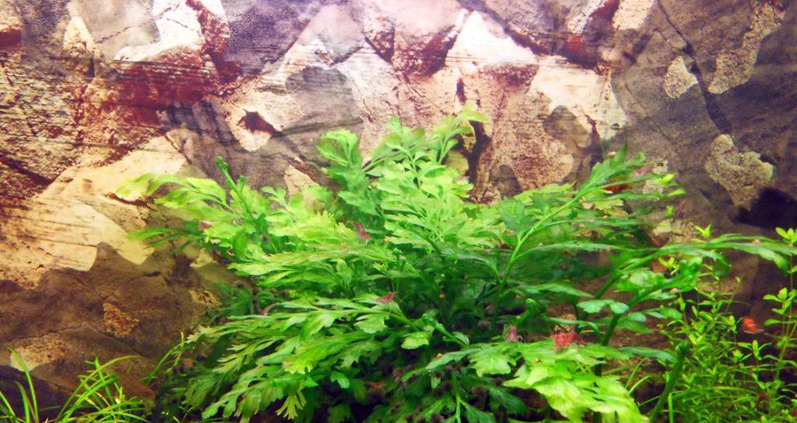 Bolbitis Heudelotii 2