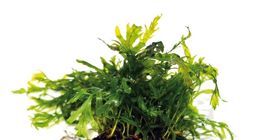 Bolbitis Heudelotii 4